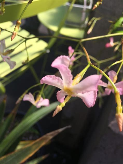 Trachelospermum Jasminoides Pink Showers Xera Plants