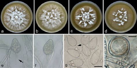 Colony Morphologies Of Phytophthora Ilicis Isolates After D On Carrot