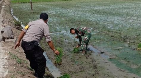 Lihat Sinergitas Tni Polri Di Tellu Limpoe Sidrap Turun Sawah Bantu