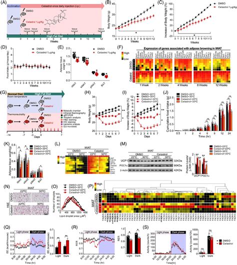 Celastrol Prevents High‐fat Diet Hfd‐induced Obesity And Promotes