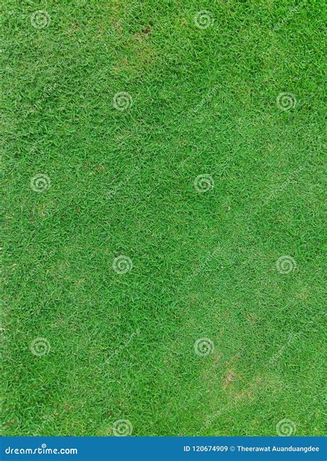 The Surface Of The Grass Is Green Stock Image Image Of Daytime Natural 120674909