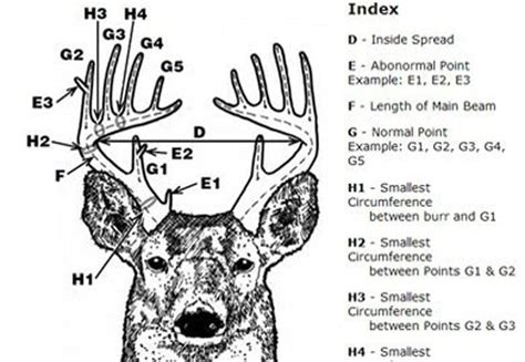 Sc Antler Scoring Begins In March