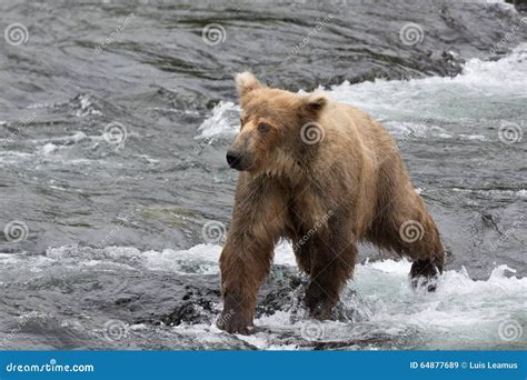 A Grizzly Bear Positions Itself and Catches the Salmons in the S Stock Image - Image of brooks ...