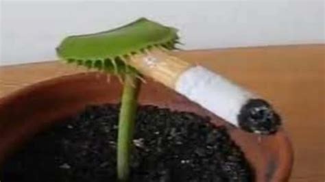 Just A Flytrap Smoking Youtube