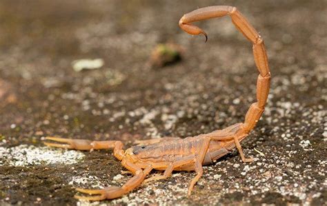 A Useful Guide To Keeping Striped Bark Scorpions Away From Your Sugar