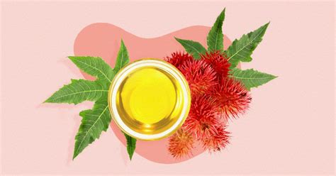 Castor Oil For Wrinkles Uses Benefits And Risks