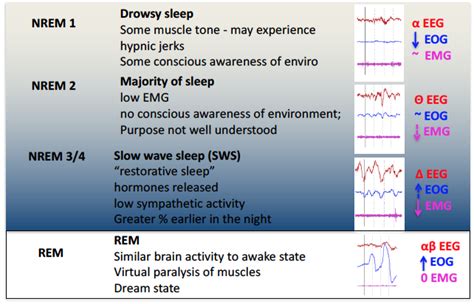 Sleep Physiology — Sleep Series Part 2 Foreverfitscience