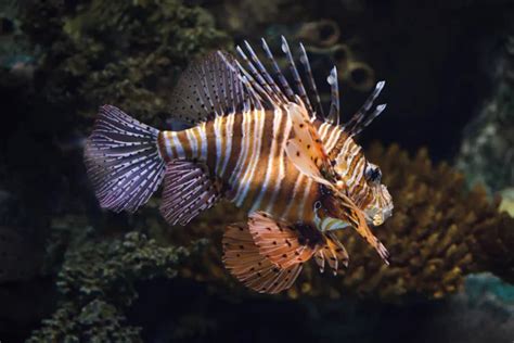 Pez león rojo Pterois volitans 2024