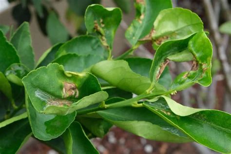 Why Your Lemon Tree Leaves Curling And How To Fix Them