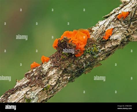 Psora Globifera Hi Res Stock Photography And Images Alamy