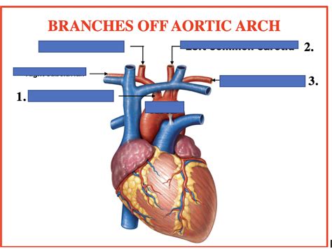 HUMAN ANATOMY- Branches off AORTIC ARCH (Slide 9) Diagram | Quizlet