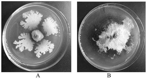 侧孢短芽孢杆菌mes818、菌剂、制备方法及应用与流程