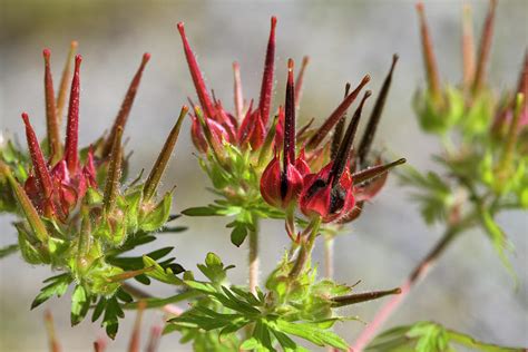 Carolina Cranesbill Geranium Seed Pods Photograph by Kathy Clark - Pixels