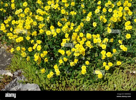Helianthemum Nummularium Common Rock Rose Stock Photo Alamy