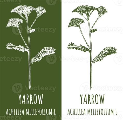 Dibujos Común Milenrama Mano Dibujado Ilustración Latín Nombre Achillea Millefolium L 24952056 Png