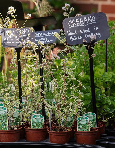 6 Tips To Grow The Best Kitchen Herb Garden And Cultivate It