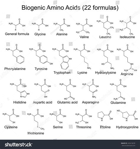 Amino Acids Definition Formula Structure Types Examples 45 Off