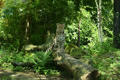 20 Free Amur Leopard And Leopard Images Pixabay