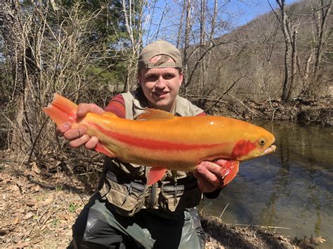 My catch from yesterday! : r/Fishing