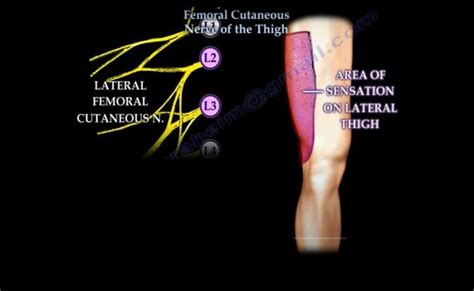 Lateral Femoral Cutaneous Nerve Orthopaedicprinciples – Otosection