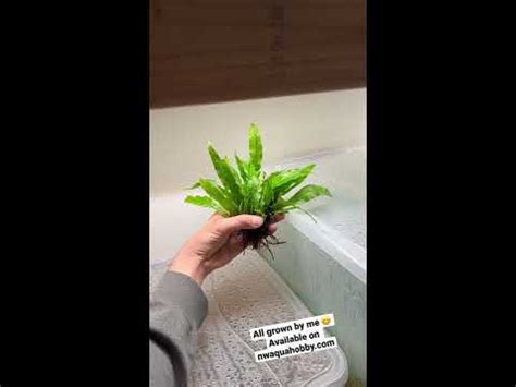 Java Fern Aquarium Plant Youtube