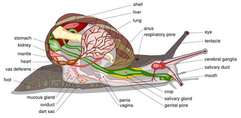 Reproduction - Northern Moon Snail Resource