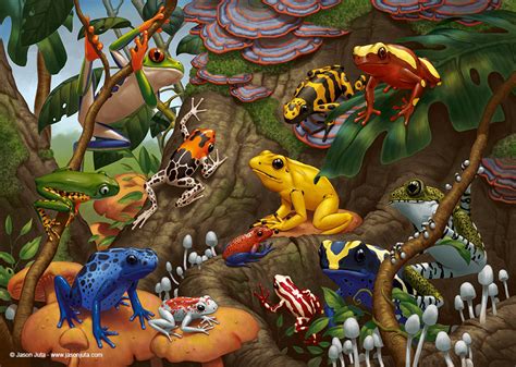 Frogs By Jasonjuta On Deviantart