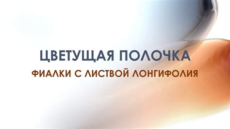 Цветущая полочка Фиалки с листвой лонгифолия - YouTube