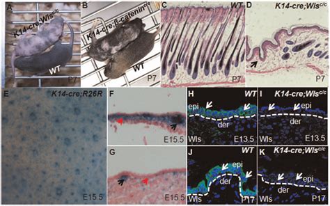 K Cre Wls C C Mice Display Patched Hair Loss A B Hairless Patches