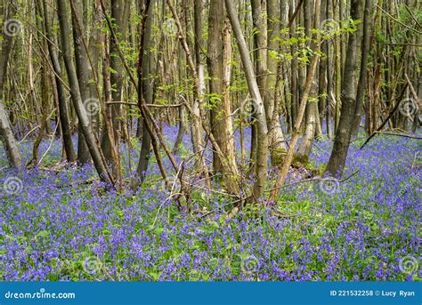 Coppiced Trees In A British Bluebell Woodland Stock Photo Image Of