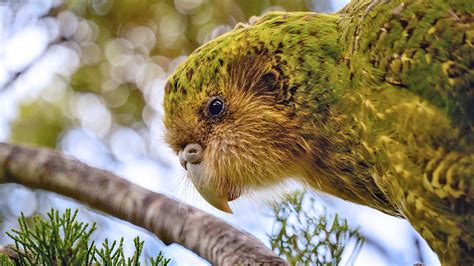 zealands quest  save  rotund flightless parrots