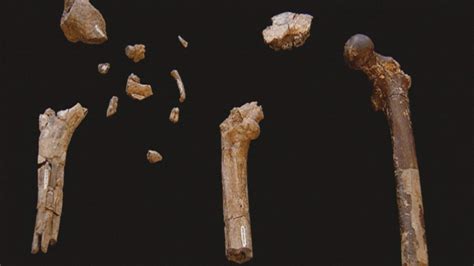 Search for the First Human | Background | Secrets of the Dead | PBS