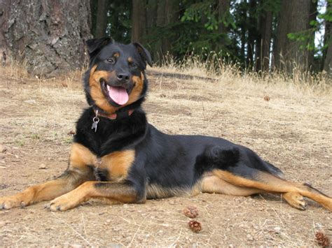 German Shepherd Chow Mix Dog Training Home Dog Types
