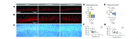 Hippocampal CA1 pyramidal neurons of the experimental mice. (A,B ... 