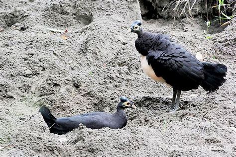 Mengenal Maleo Burung Khas Sulawesi Yang Populasinya Terancam