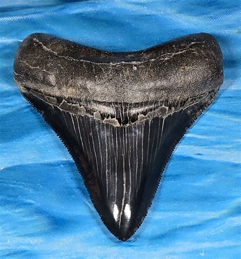 Larger Jet-Black Museum Quality Megalodon Shark ToothL1: 2.95 L2: 2.