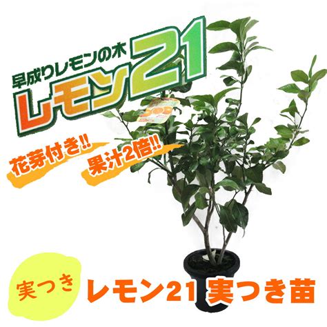 【楽天市場】レモン 苗木 苗 レモンの木 『 実付き レモン21』 6号鉢 挿木3年生苗 樹高約60cm 2個以上実付き約束株です！ 柑橘苗