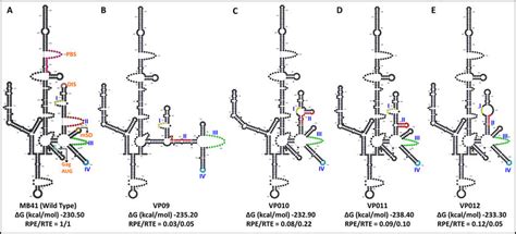 Rnafold Secondary Structure Predictions Of The Wild Type And Vp Vp