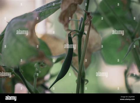 Macro photo of an organic bean pod inside a planter in the house Stock Photo - Alamy