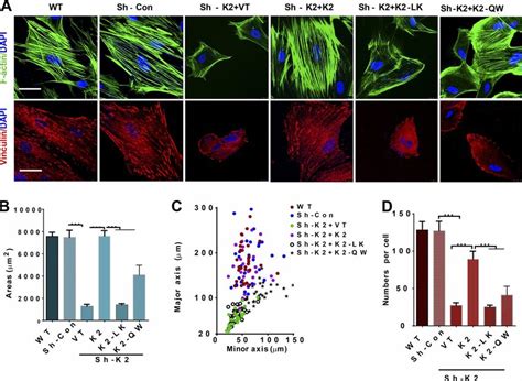 Kindlin 2 Regulates MSC Geometry Actin Stress Fiber And Focal