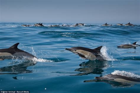 Thousands Of Dolphins Migrate Along The Coast Of South Africa Daily