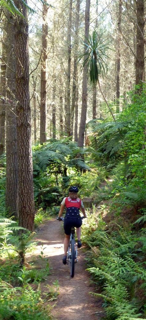 Mountain Bike Trail Among The Redwood Forest Rotorua Nz Mountain