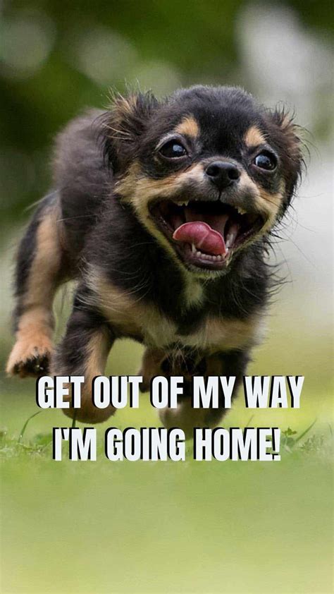 Funny Dog Wallpapers With Words