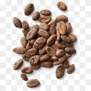 Cocoa Beans Png Image Cocoa Beans Png Transparent Png X