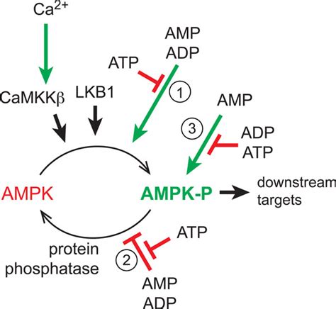 Regulation Of Ampk Ampk Can Be Activated By Increases In Cellular