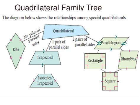 Quadrilateral Diagram Tree