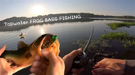 Topwater FROG BASS FISHING In The Morning Bass Manager The Best