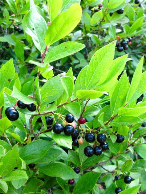 Gaylussacia baccata / Black Huckleberry – Wild Ridge Plants