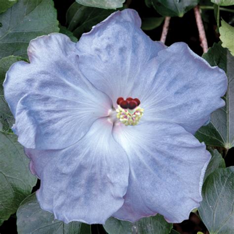 Hibiscus ‘cajun Blue Hibiscus Rosa Sinensis Hybrid