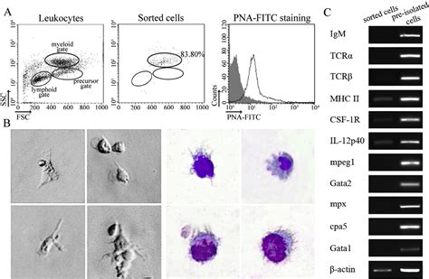 Figure 1 From Characterization Of Surface Phenotypic Molecules Of